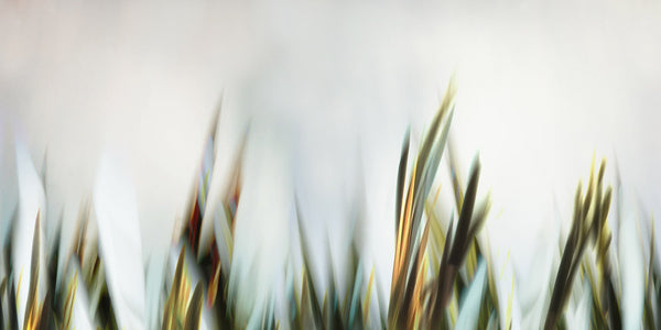 abstract style of grass photograph