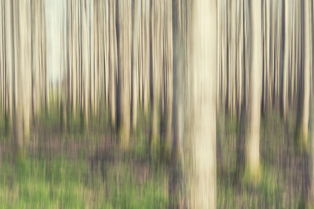 Fine art trees in spring