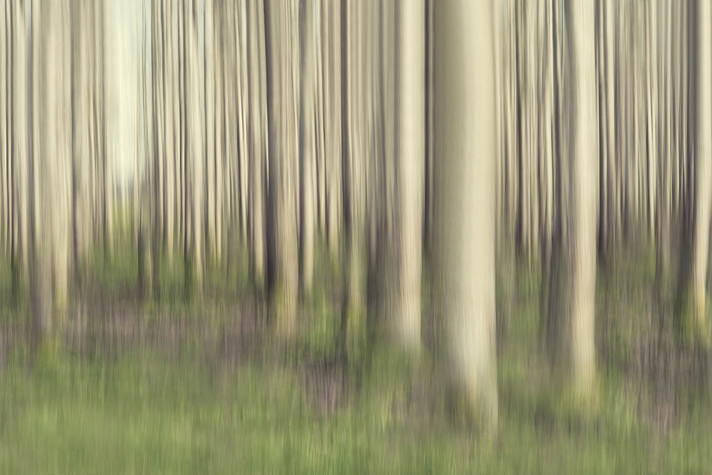 Trees in forest fine artwork