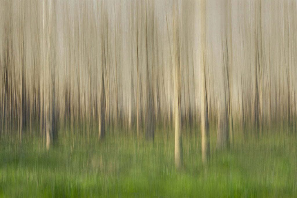 impressionist tree fine art in spring