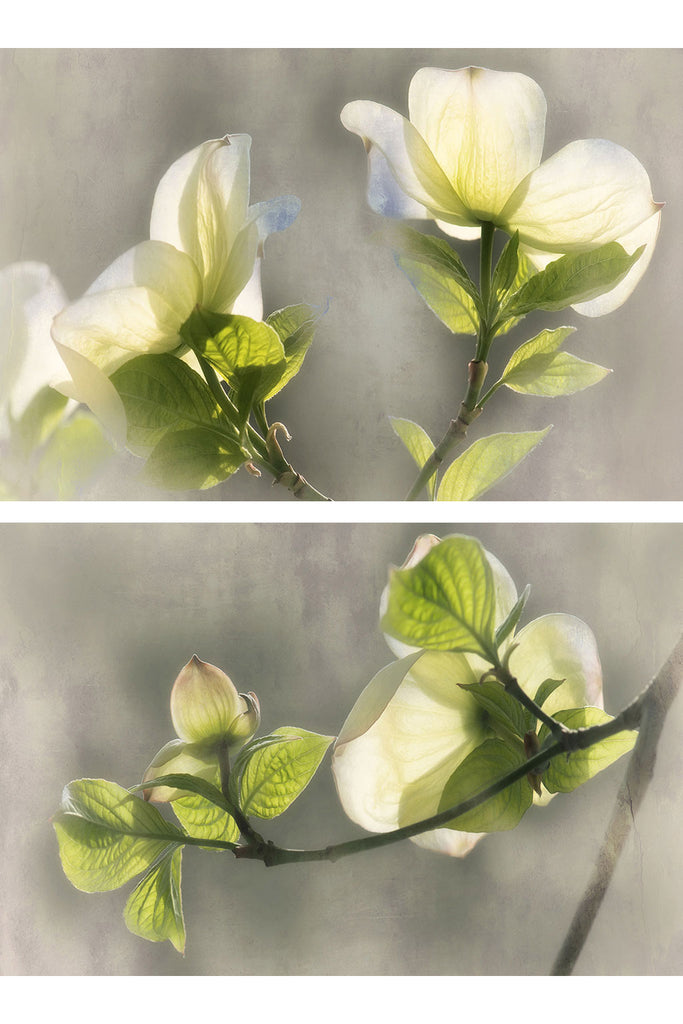 dogwood flower diptych