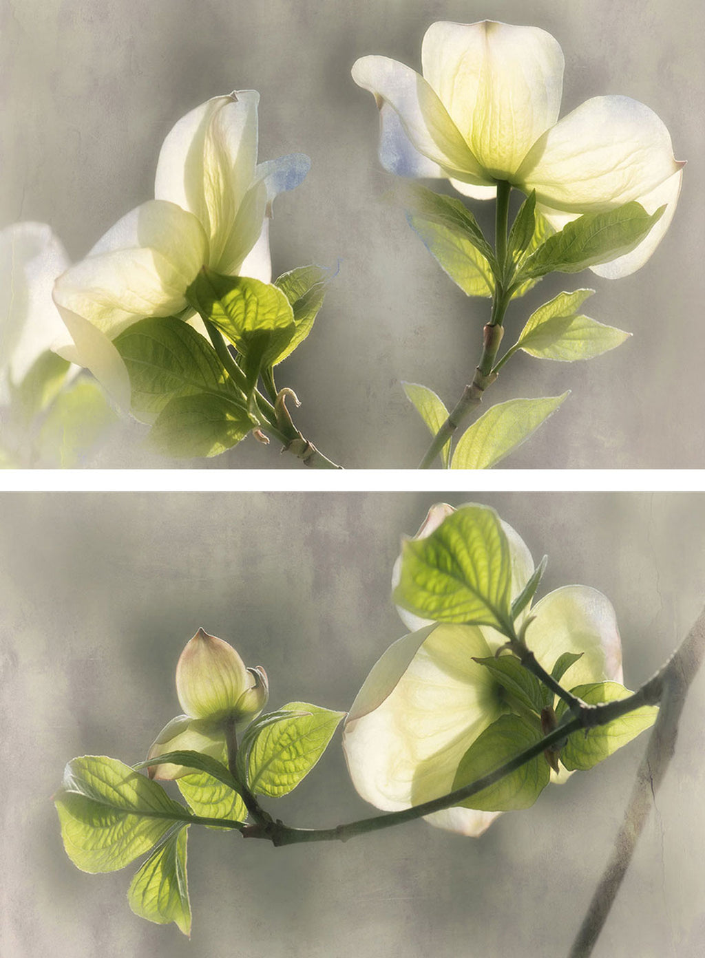 Two images of a branch with white flowers and green leaves on a gray background.