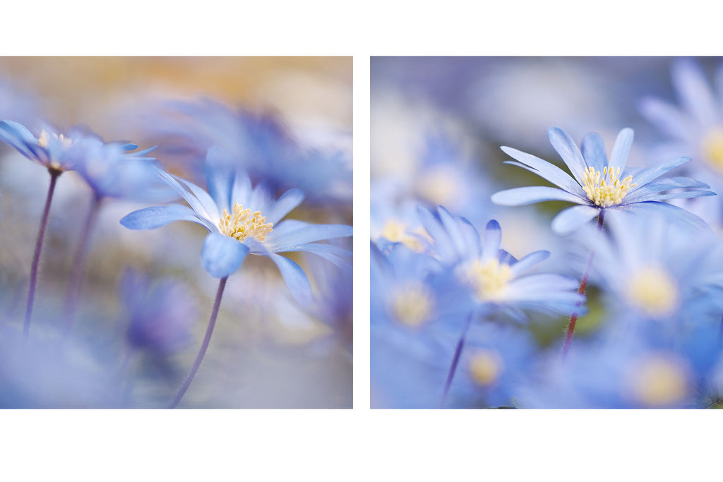 daisy flower art
