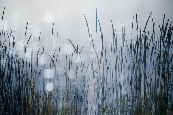 Pond grass fine artwork