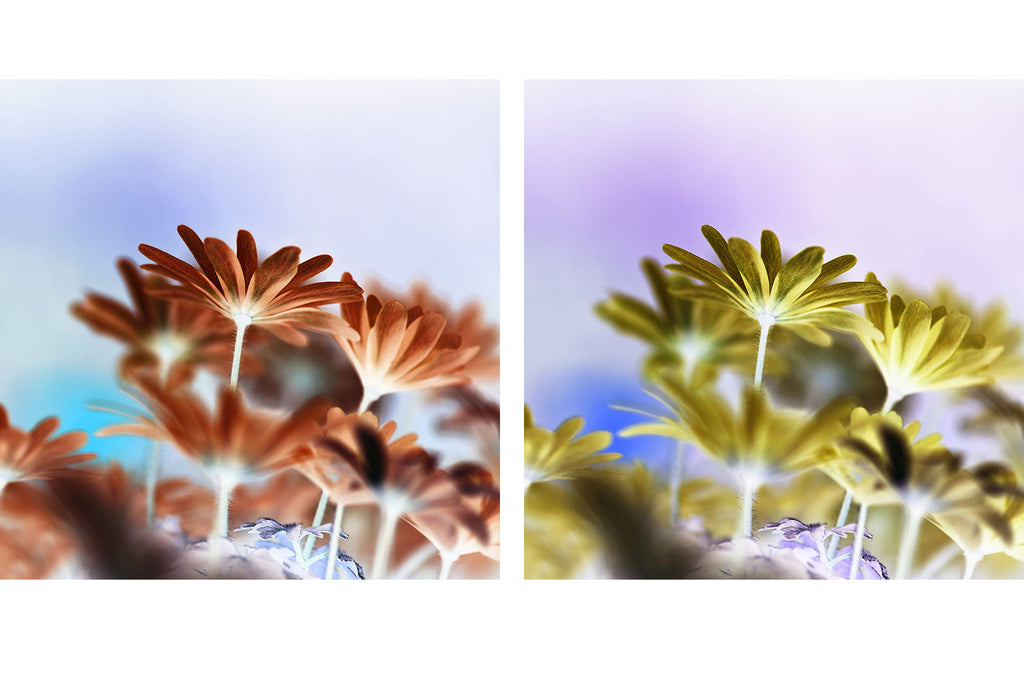 Fine Art Flower Diptych