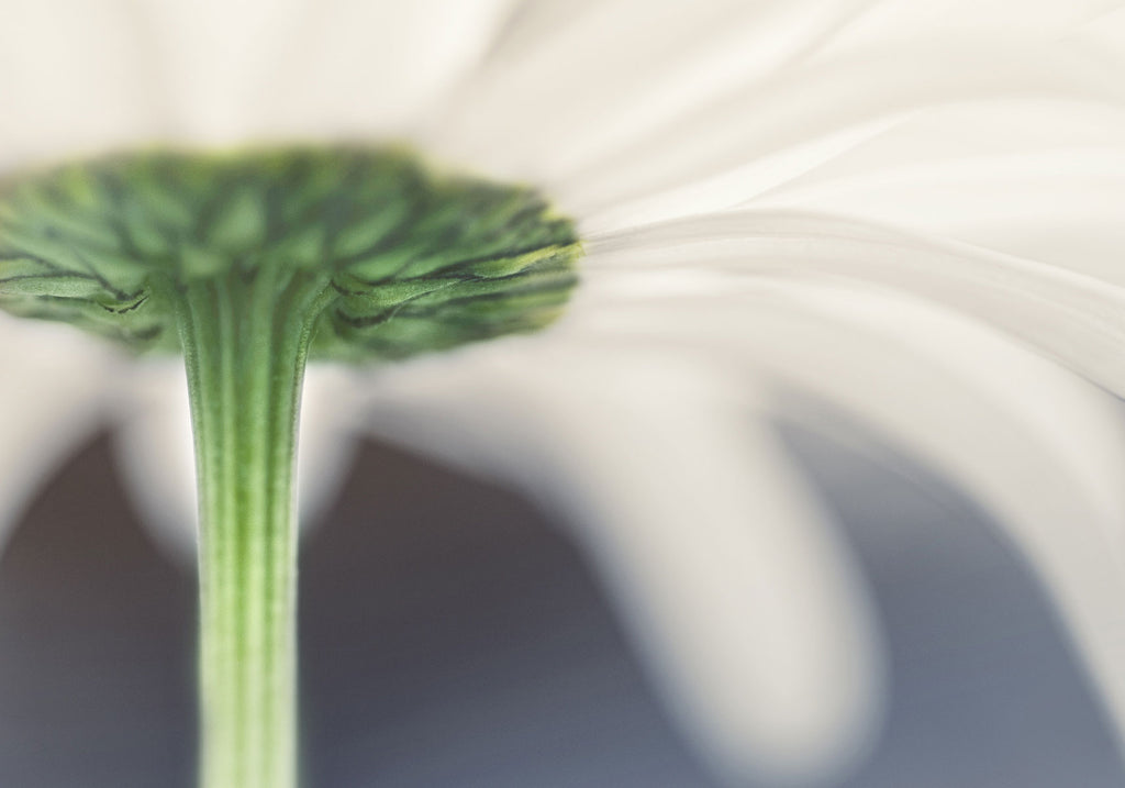 Contemporary Daisy Art