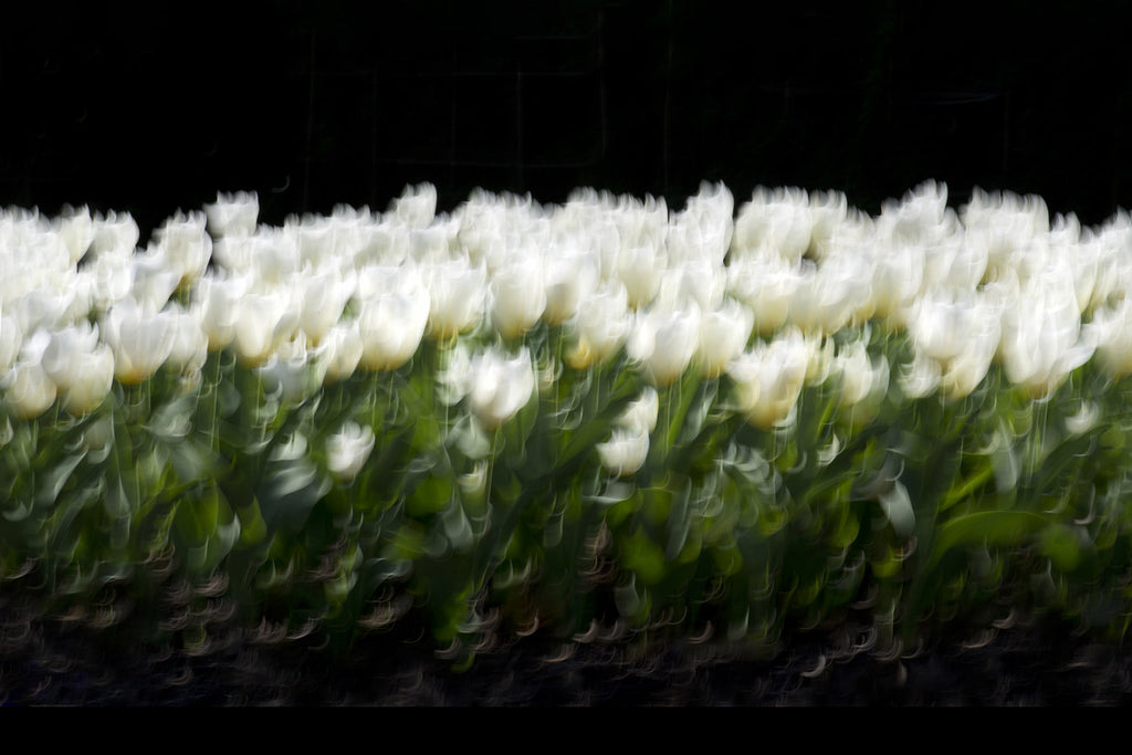 black white flower art