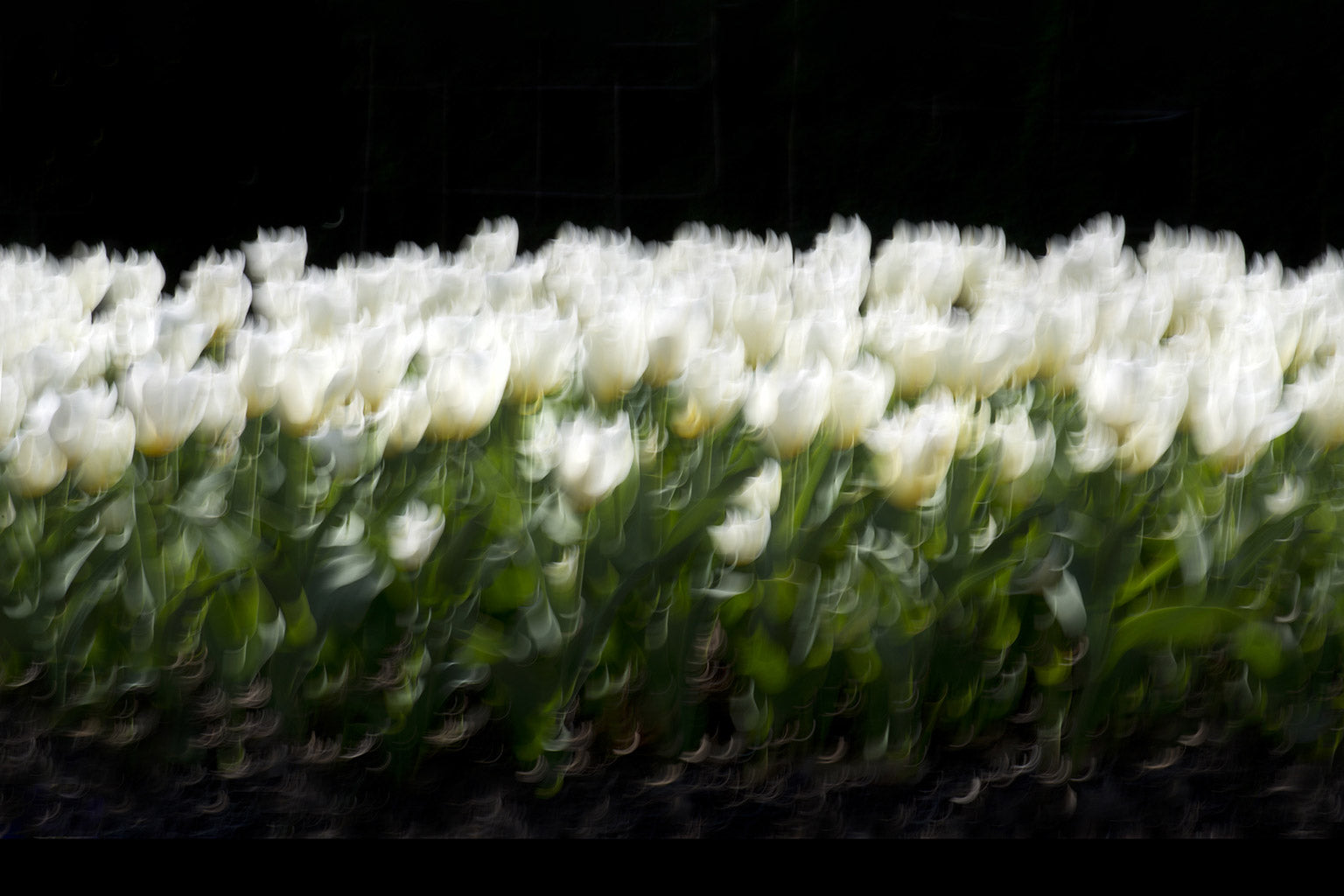 black white flower art
