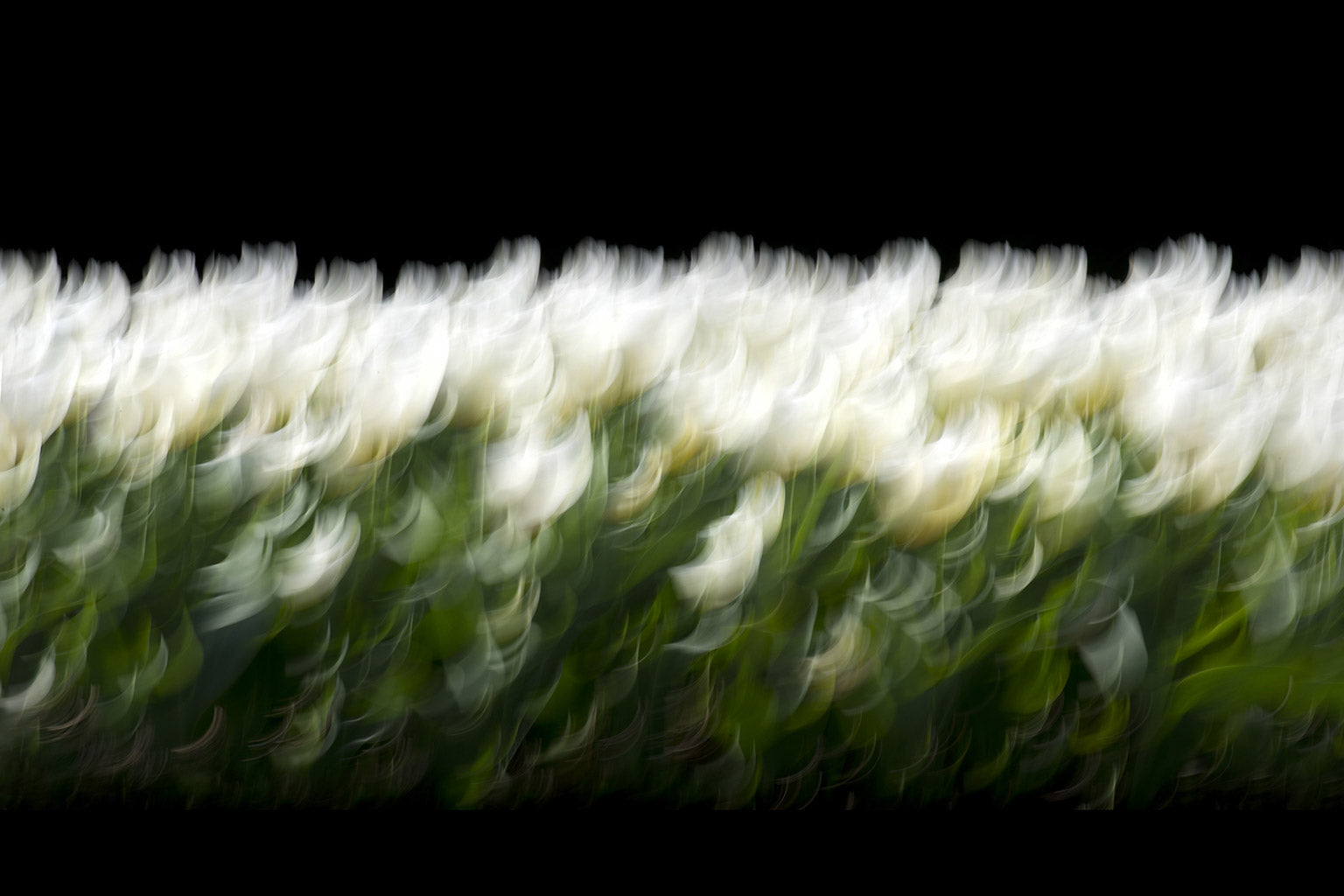 floral fine art