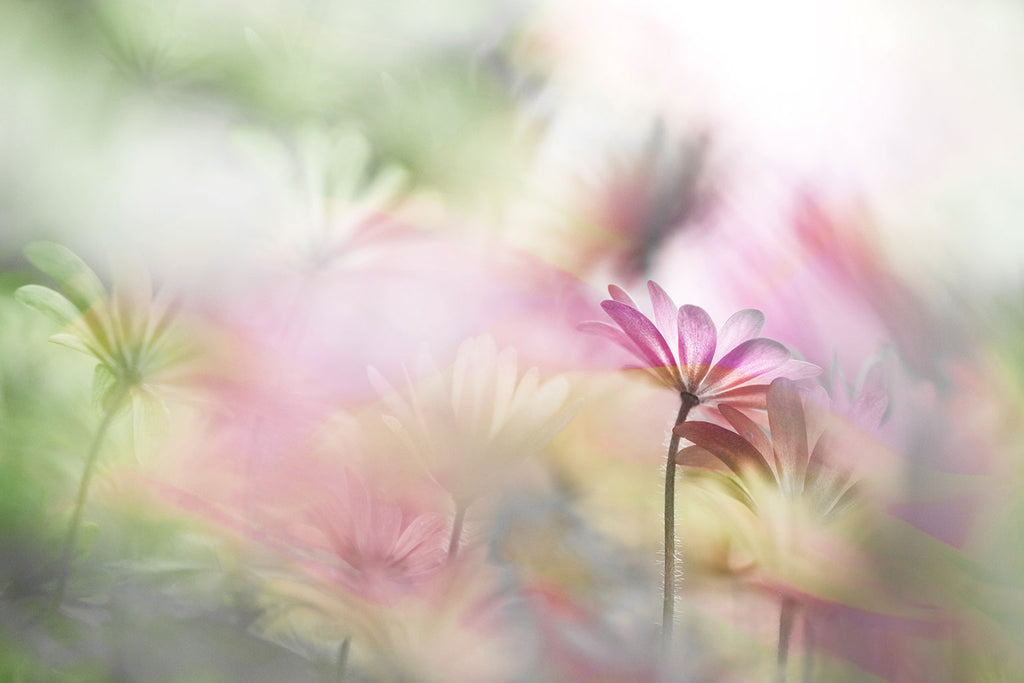 daisy garden art
