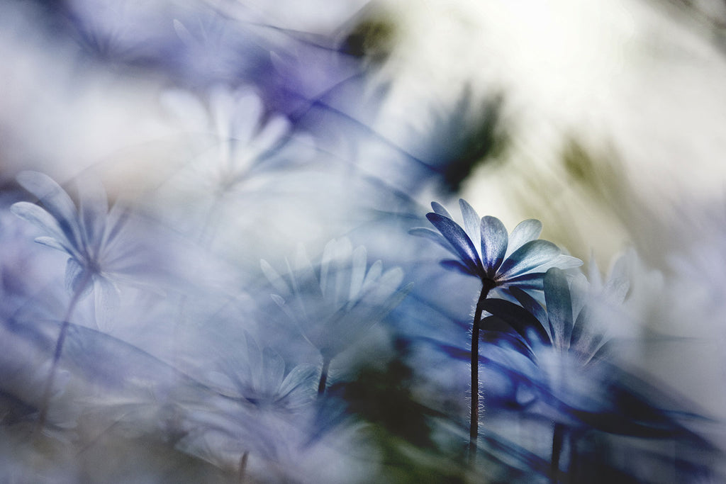 daisy garden artwork