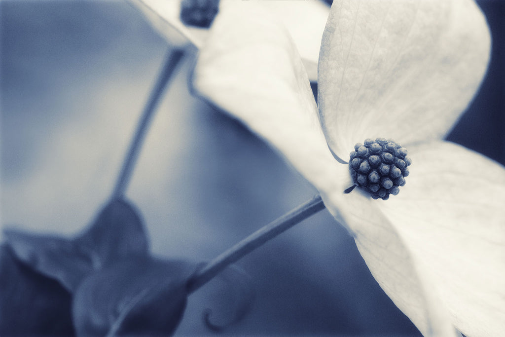 dogwood flower art