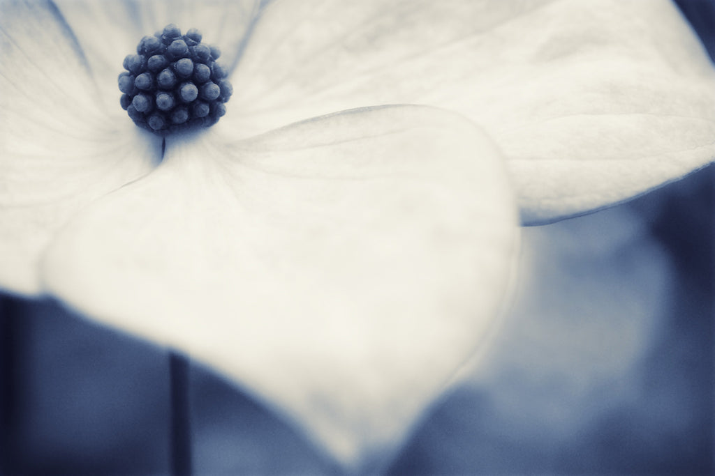 dogwood flower artwork