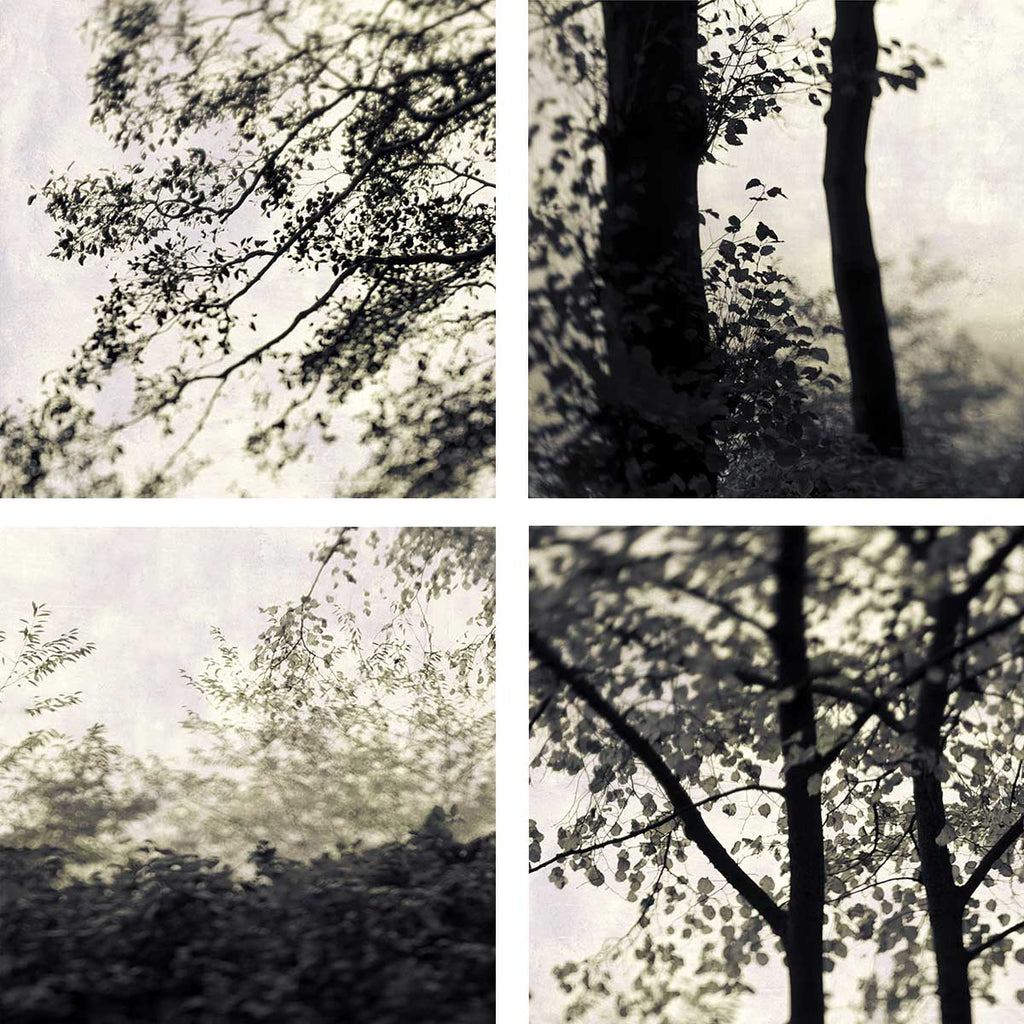 fine art trees photography