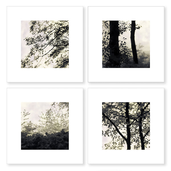 fine art trees photography