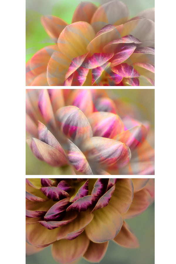 Abstract Flower Triptych