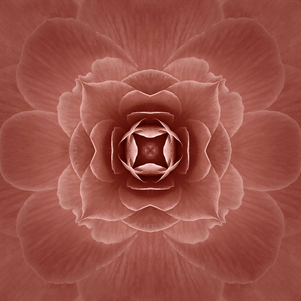 graphic flower art