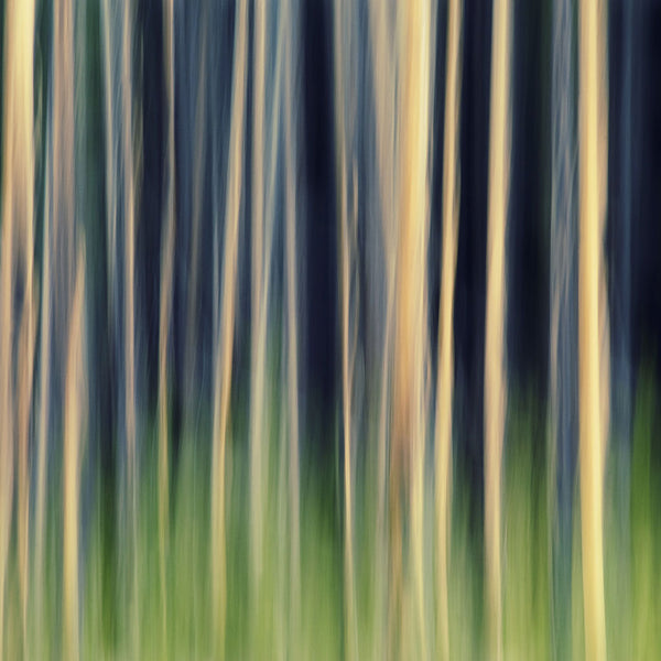 forest trees abstracted