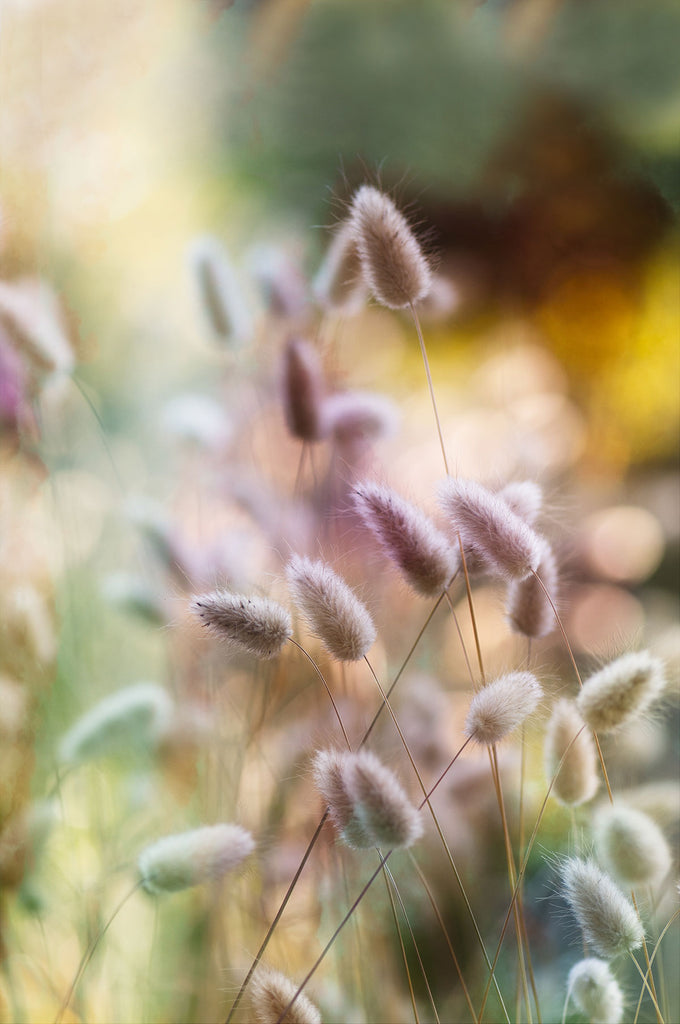 grass nature art