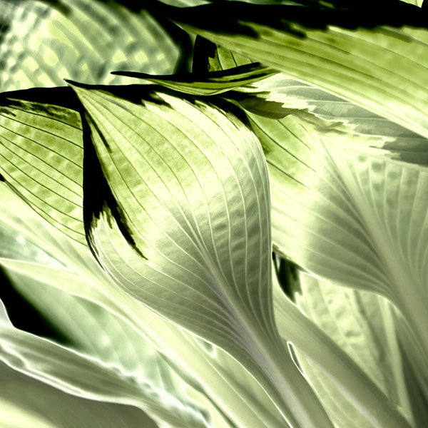 hosta leaves artwork