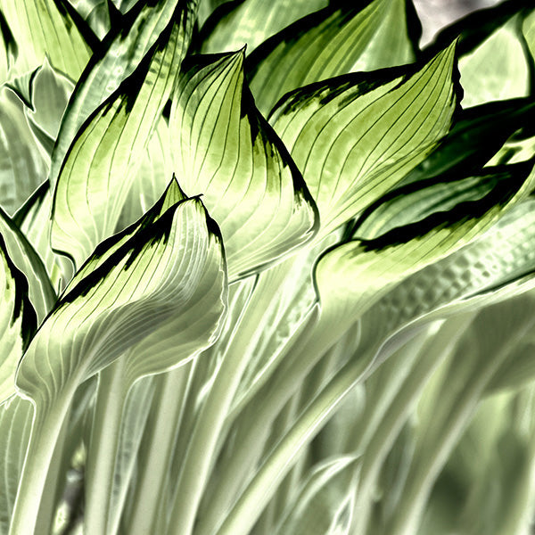 hosta leaves art