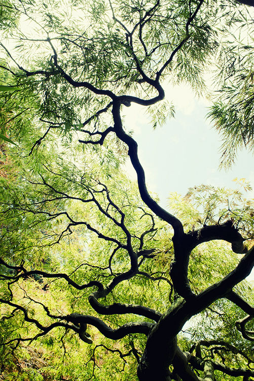 japanese maple tree art with green leaves