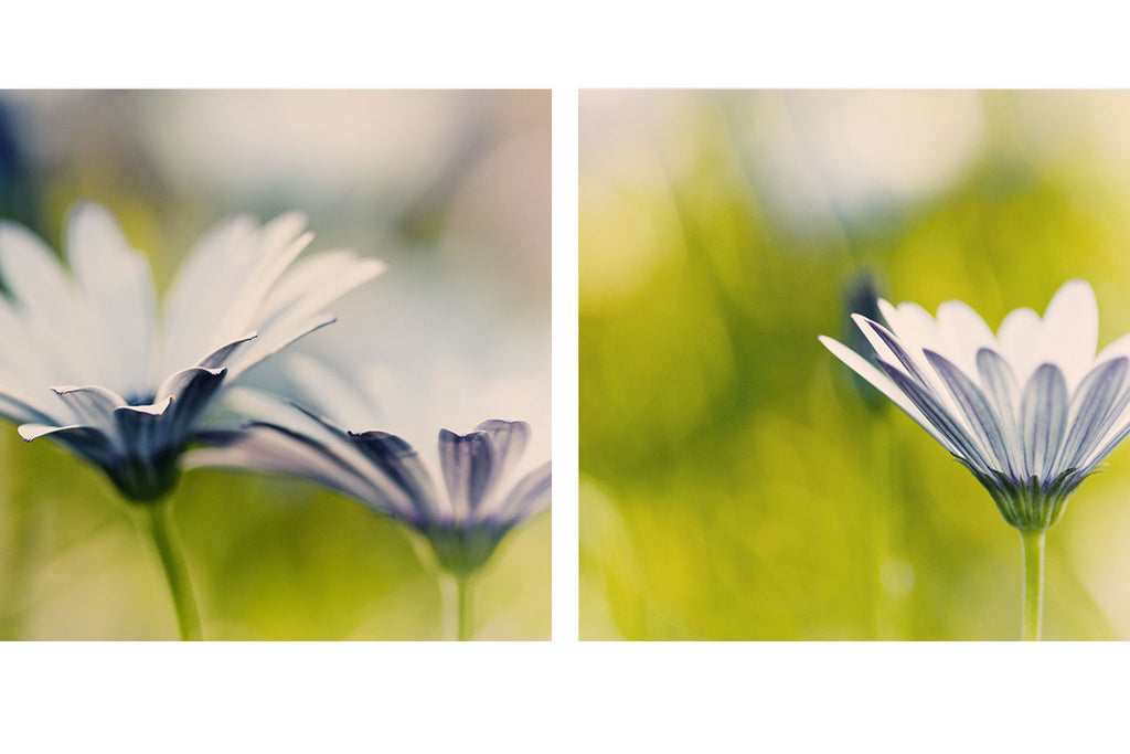 Garden Flower Diptych Art