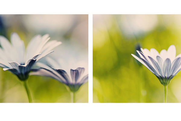 Garden Flower Diptych Art