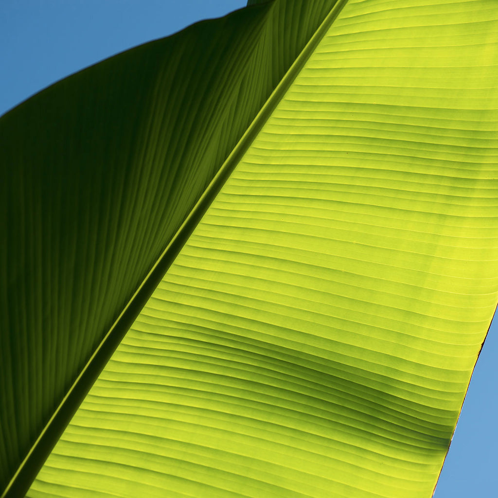 graphic close up of tropical leaf photograph