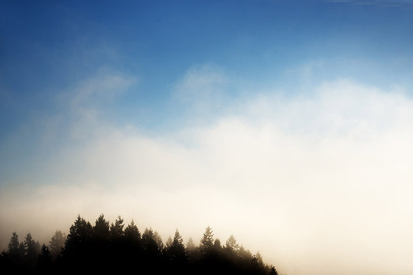 fog over forest trees