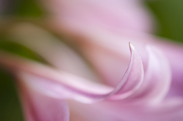 Lily flower close up 