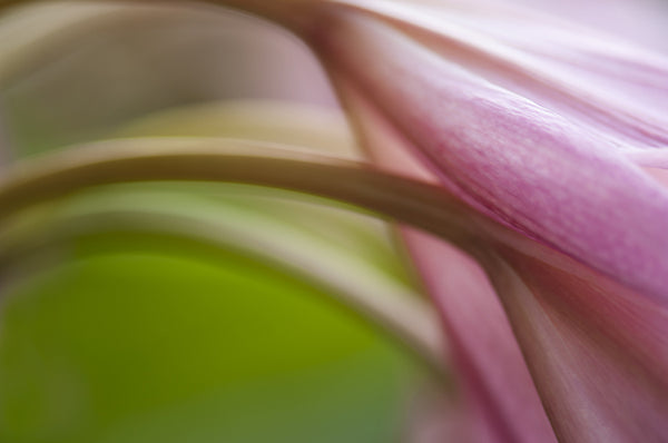 lily flower close up details