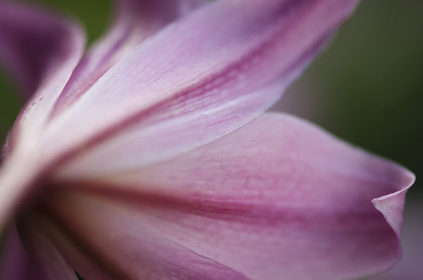 close up details of pink lily flower