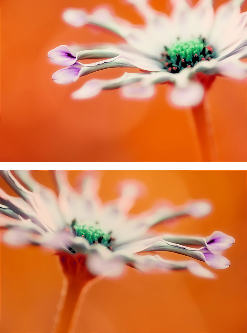 Close-up of a flower with an orange background