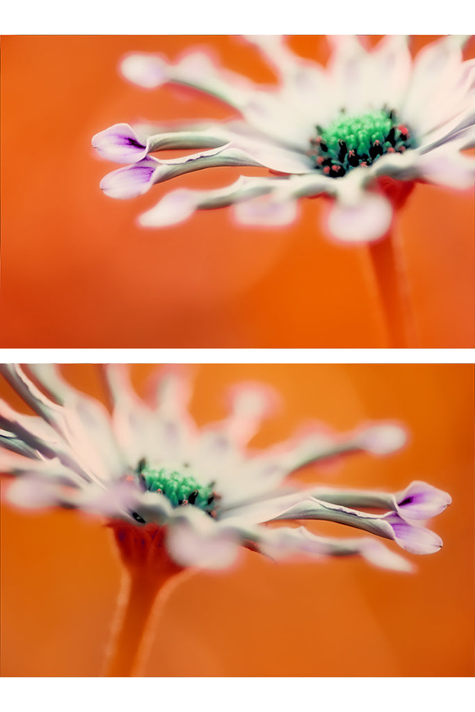 Modern Flower Diptych Art