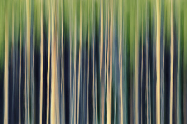 modern forest trees abstracted