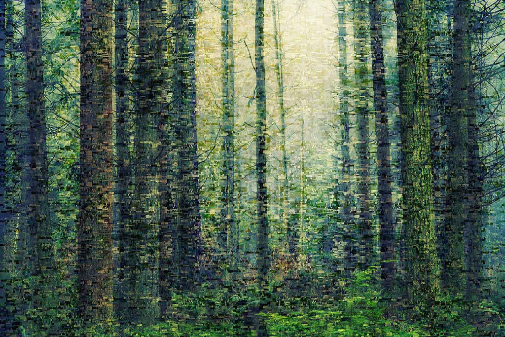 Forest Wall Art