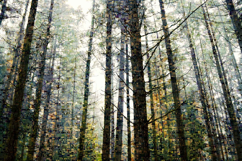 fine art forest