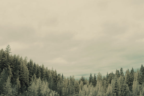 Trees Fine Art