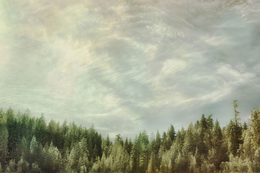 Fine Art Tree Art