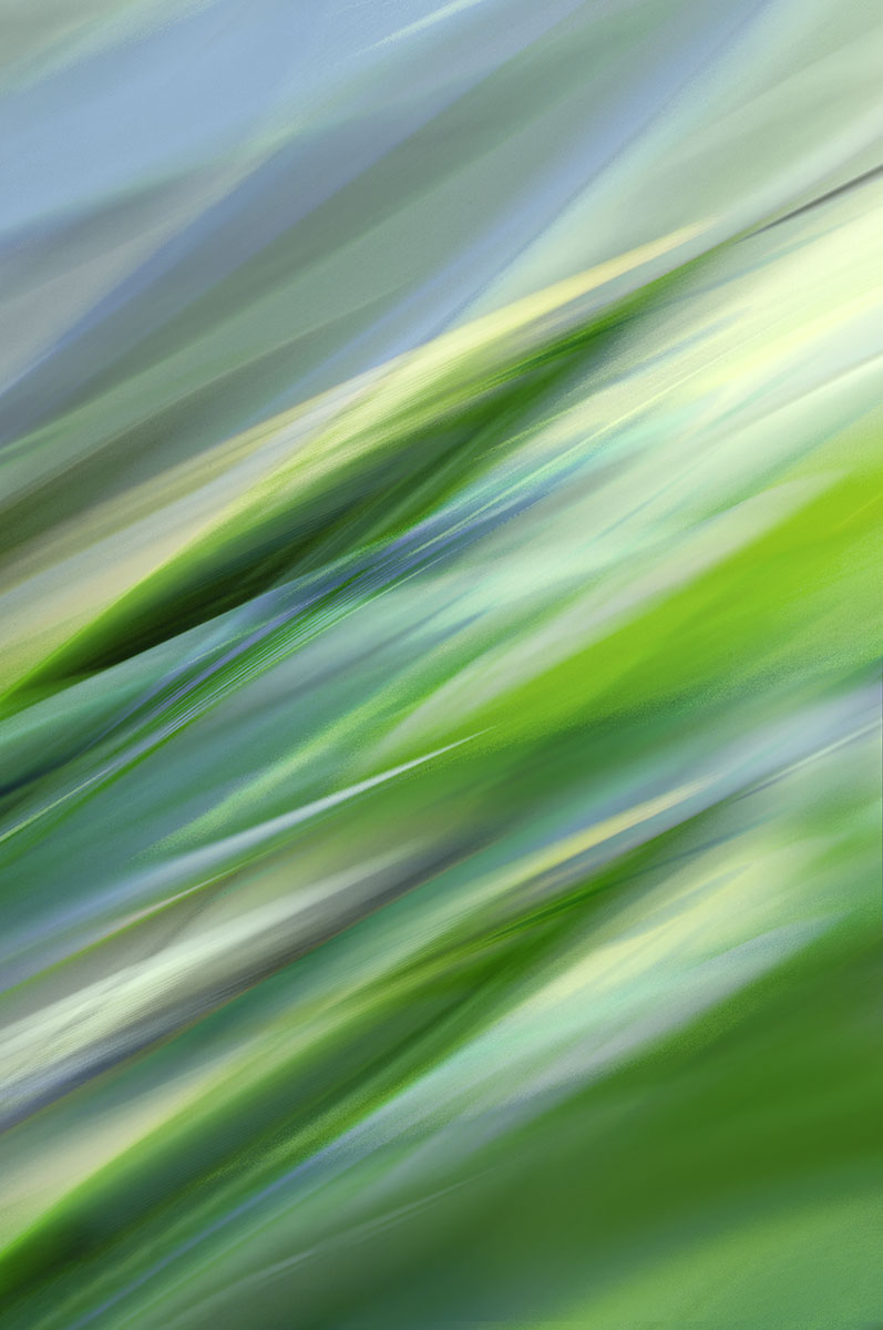 abstract nature art botanical