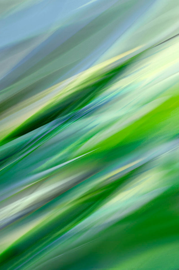 abstract nature art botanical