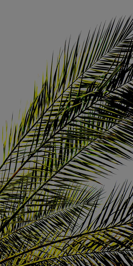 palm leaf prints