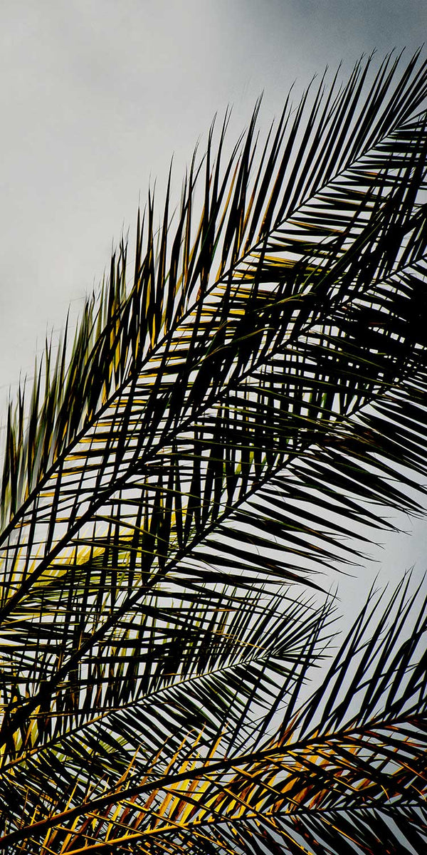 modern tropical art