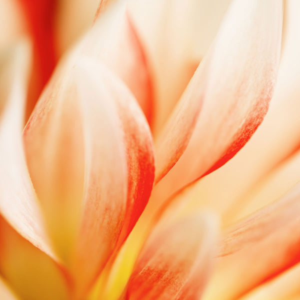 close up of flower petals