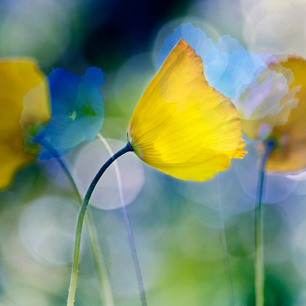 poppy flower abstract art