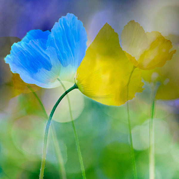 nature art abstract flowers