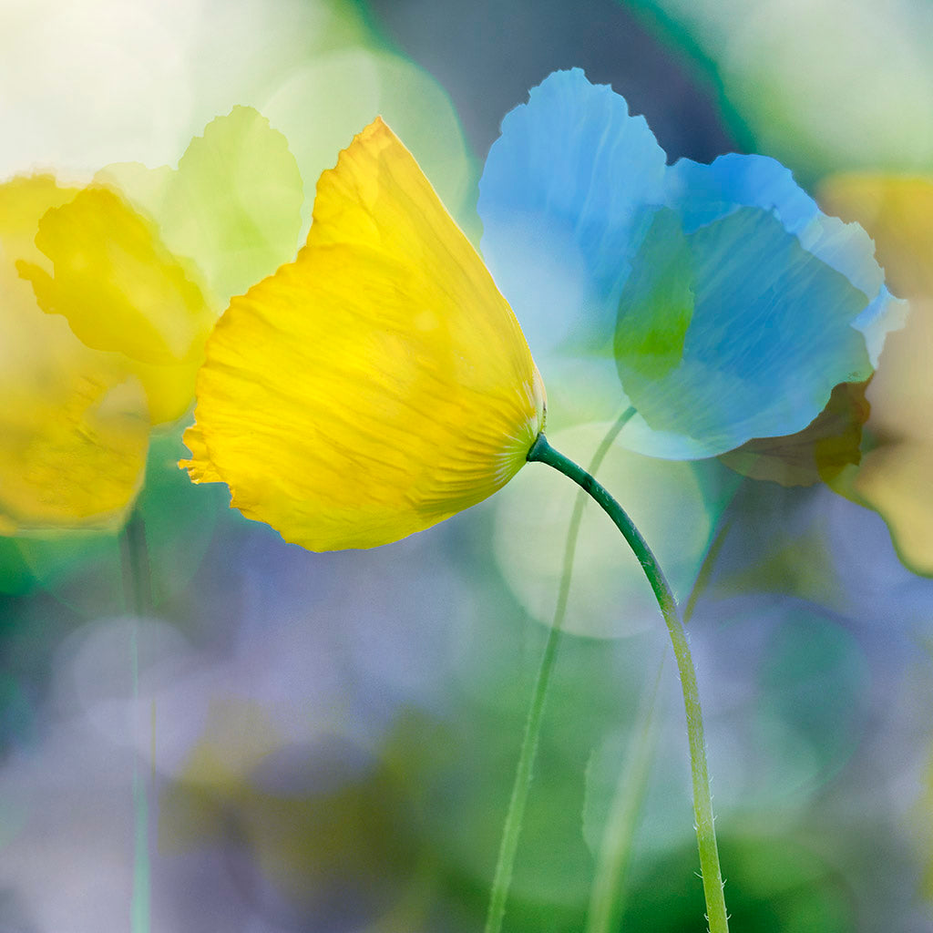 poppy garden artwork