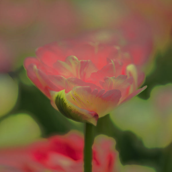 art of nature