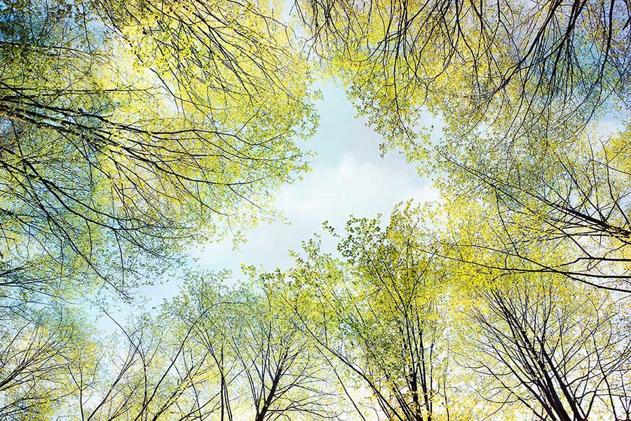 spring leaves art mural